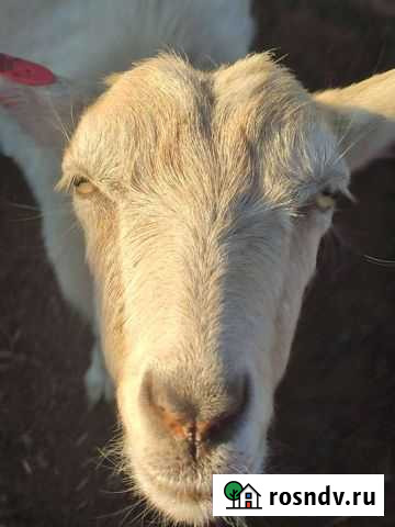 Козы дойные Городище - изображение 1