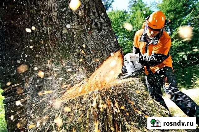 Валка деревьев Выборг - изображение 1