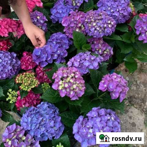 Гортензия крупнолистная Махачкала - изображение 1