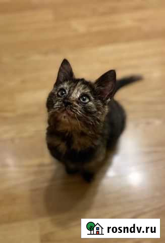 Котята в добрые руки Разумное - изображение 1