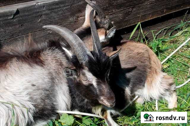 Козы и козлята Новосибирск - изображение 1