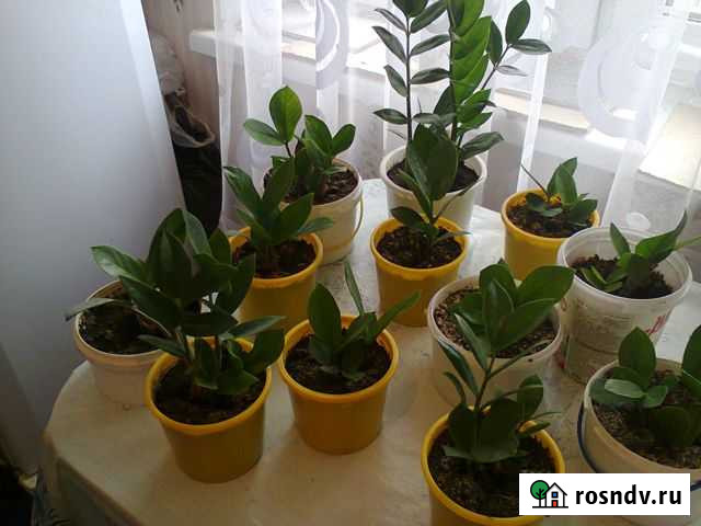 Замиокулькас Омск - изображение 1