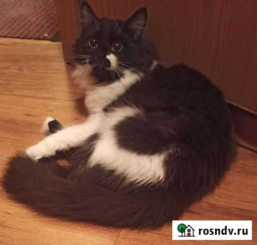 Кошечка в добрые руки Екатеринбург - изображение 1