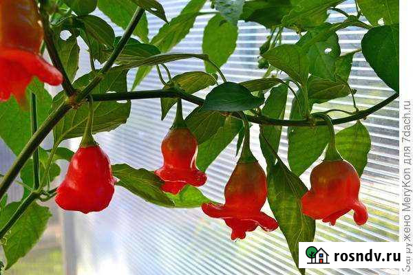 Красный острый перец Красный колокольчи Новочебоксарск - изображение 1