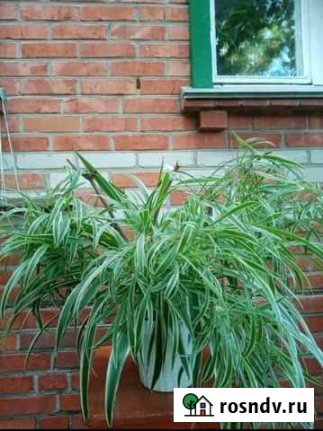 Хлорофитум Брюховецкая - изображение 1