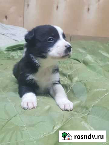 Собаки щенки Подольск - изображение 1