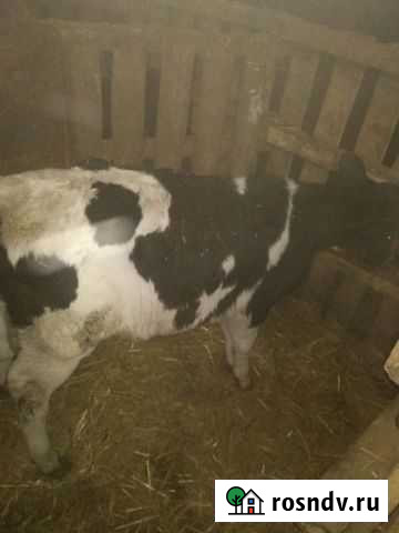 Тёлочка Сальск - изображение 1