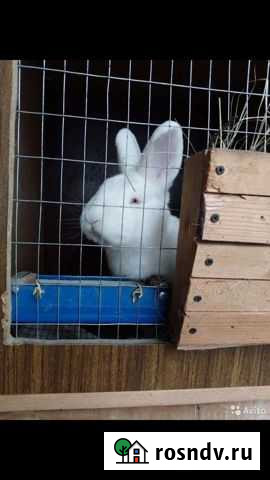 Кролики (Калифорния; Н.З.Б.) Валуйки - изображение 1