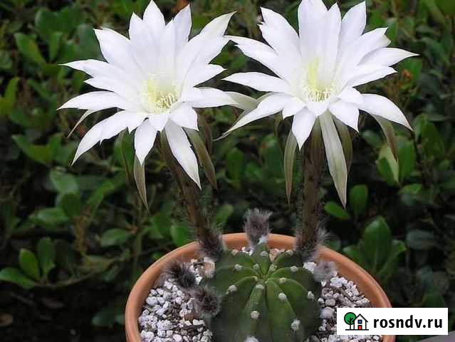 Кактус Эхинопсис Симферополь - изображение 1