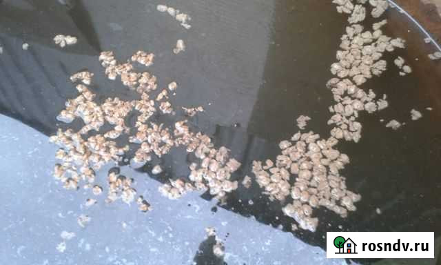 Плавающий корм для рыб Старый Оскол - изображение 1