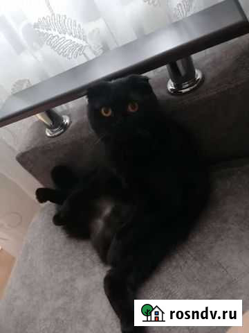 Шотландская кошка вязка Великий Новгород - изображение 1