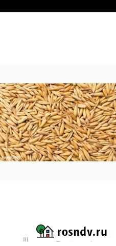 Зерно овес ячмень Сенгилей - изображение 1