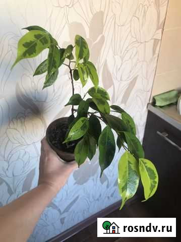 Фикус бенджамина (лимонный) Кемерово - изображение 1