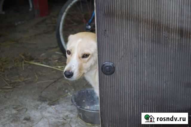 Собака Лада Валуйки - изображение 1