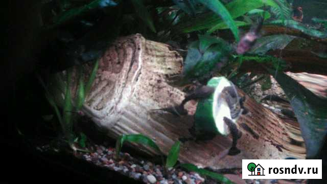 Рыбки Анциструсы Калининград - изображение 1