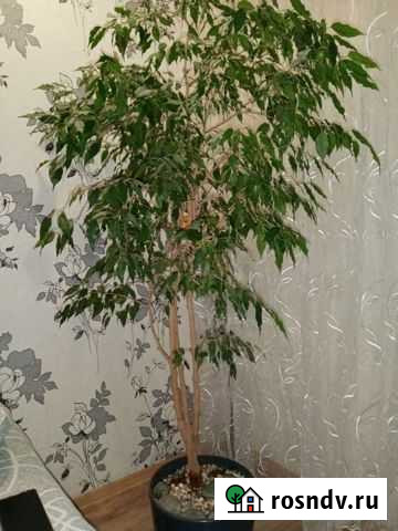 Фикус бенджамина Волжский - изображение 1