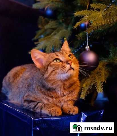 Прекрасный молодой котик в добрые руки Чита - изображение 1