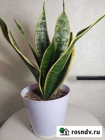 Сансевиерия Футура Суперба Сергиев Посад - изображение 1
