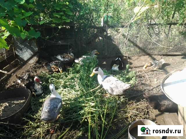 Идоутки Таганрог - изображение 1