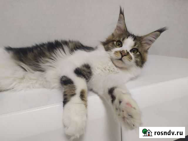 Котята Мейн-кун с родословной Кострома - изображение 1