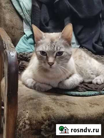 Кошка в дар Воронеж - изображение 1