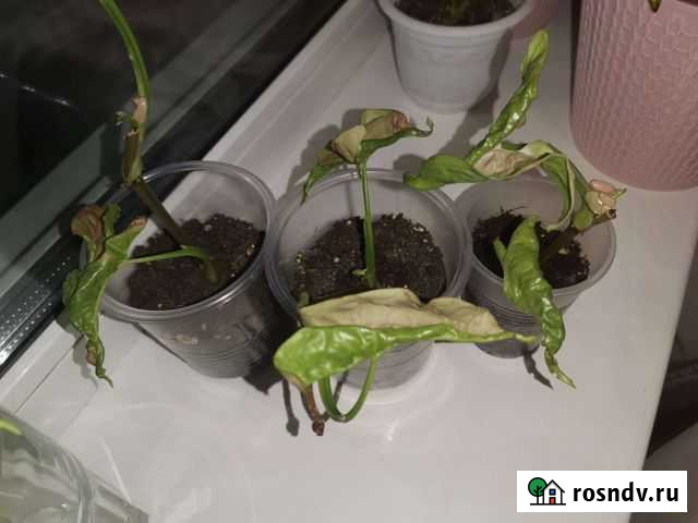 Сингониум пинк флескед Канск - изображение 1