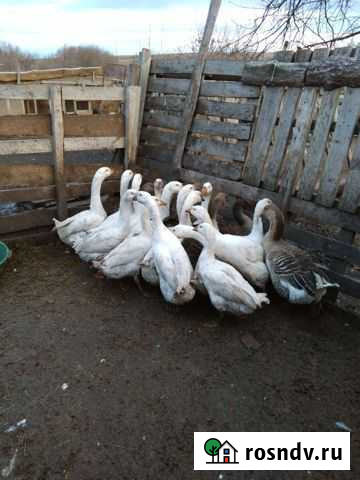 Гусь Латная - изображение 1