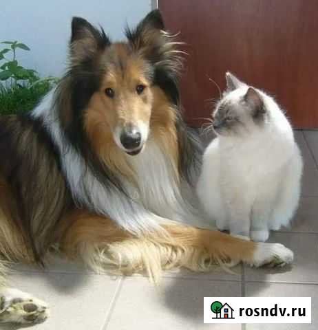 Уход и передержка животных Брянск - изображение 1