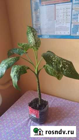 Диффенбахия Таганрог - изображение 1