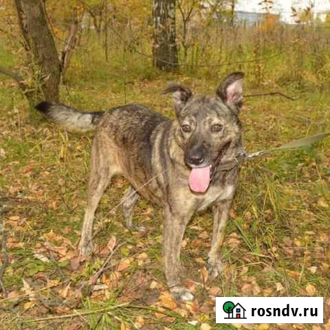 Тигровая небольшая собачка ждёт вас в приюте Иваново - изображение 1