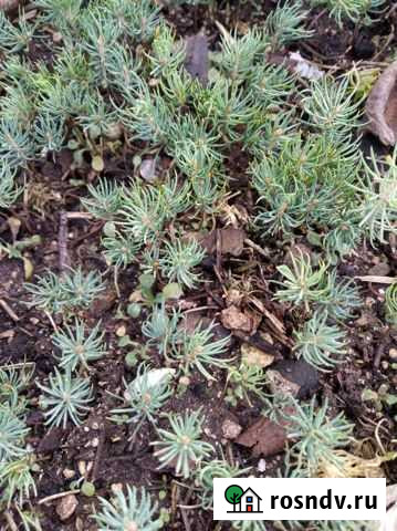 Голубая ель, самшит Симферополь - изображение 1