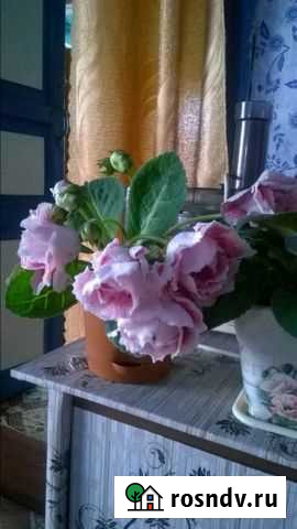 Глоксиния Бийск - изображение 1