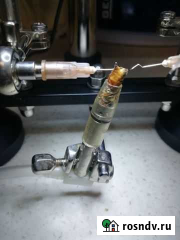 Чистопородные Матки Карника ио Владимир - изображение 1