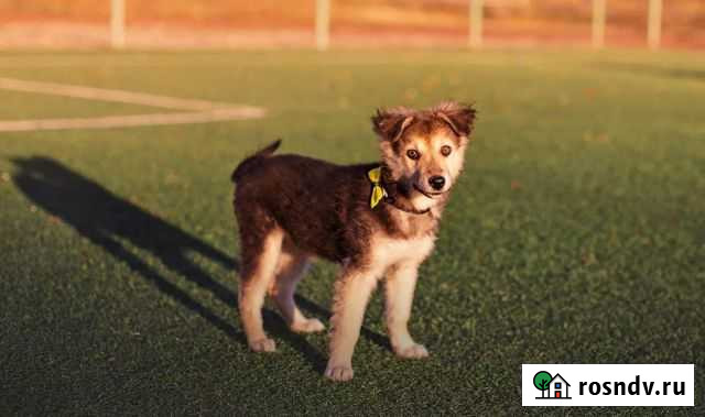Щенки-девочки в дом Воронеж - изображение 1
