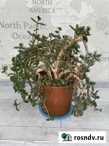 Денежное дерево Полярный - изображение 1