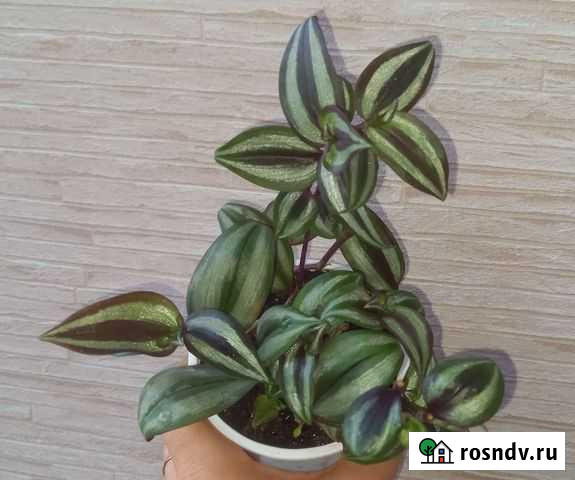 Традесканции Тюмень - изображение 1