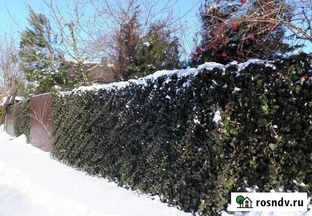 Живая изгородь Белгород - изображение 1