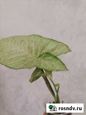 Комнатные растения цветы Рязань - изображение 1