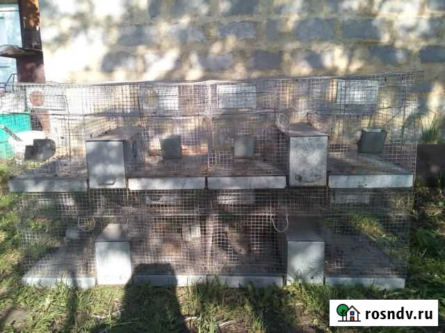 Клетка Брусянский - изображение 1