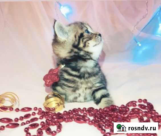 Шотладские котята Владимир - изображение 1