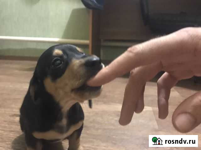 Чистокровные таксята,без примиси кровей.Торг умест Таганрог - изображение 1