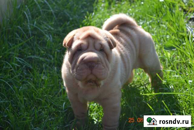 Блондин Нижний Новгород - изображение 1