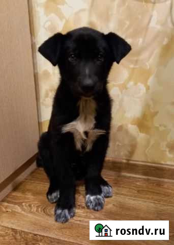 Щенок Владимир - изображение 1