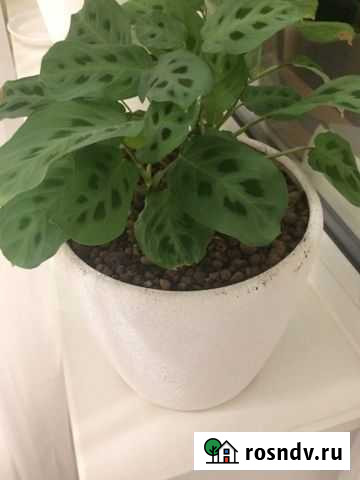 Маранта отросток Петрозаводск - изображение 1