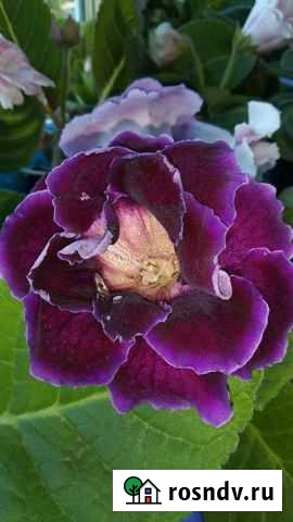 Глоксиния махровая,клубень Мытищи - изображение 1