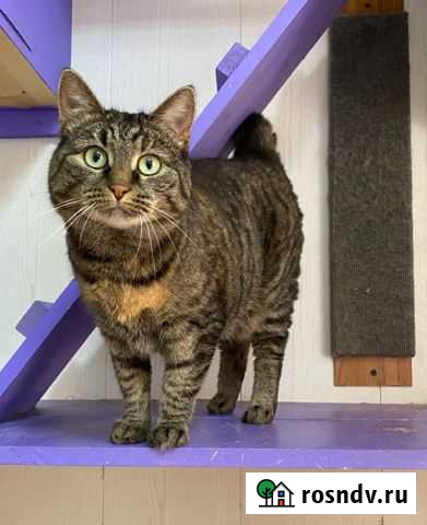 Мура ищет своих родителей Химки - изображение 1