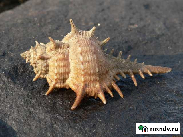 Ракушки для аквариума (морские) Муром - изображение 1