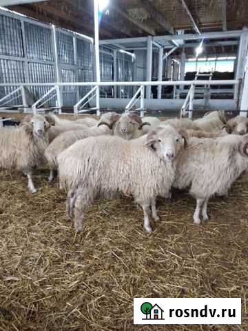 Бараны на любые мероприятия Самашки - изображение 1