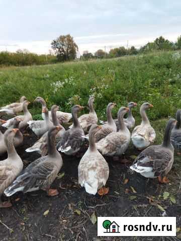 Гуси горьковская бойцовая Глушково - изображение 1