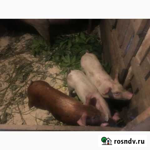 Поросенок ландрас, дюрок на племя Екатеринбург - изображение 1